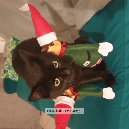 Foto 1/1 Luna Chat perdido en Frenouville