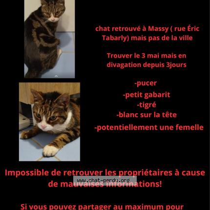 Foto 1/1 Gato encontrado Encontrado en Massy