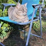 Foto del gato perdido en Toulouse