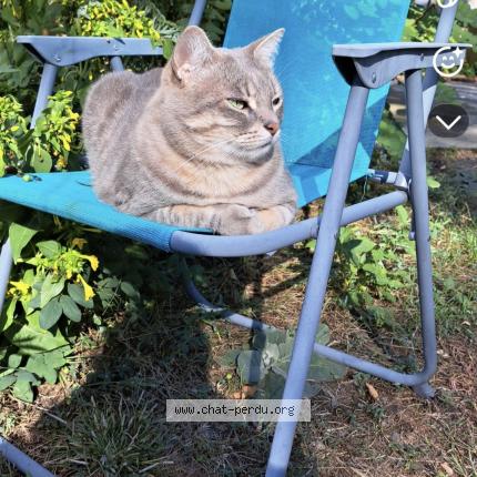 Foto 1/1 Neko Chat perdido en Toulouse