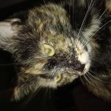 Foto del gato perdido en Nousty