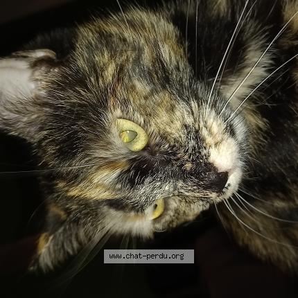 Foto 1/1 Biscotte Chat perdido en Nousty