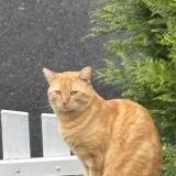 Foto del gato perdido en Tours