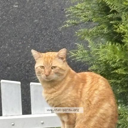 Foto 1/1 Lyo Chat perdido en Tours