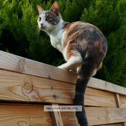 Foto 2/2 Fenty Chat perdido en Leves