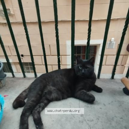 Foto 1/1 Onyx Chat perdido en Perpignan