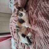 Foto del gato perdido en Vaires Sur Marne