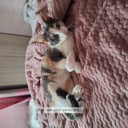 Foto 1/1 Lilo Chat perdido en Vaires sur marne