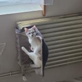 Foto del gato perdido en Joeuf