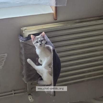 Foto 1/1 Chapitre Chat perdido en Joeuf