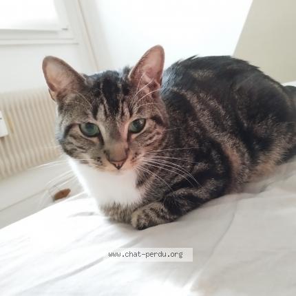 Foto 1/1 Silver Chat perdido en Besancon