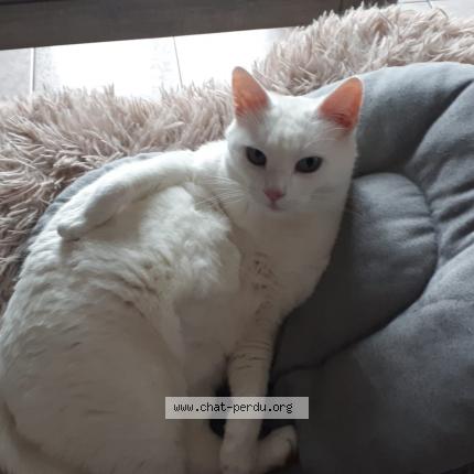 Foto 1/1 Blanc blanc Chat perdido en Haut clocher