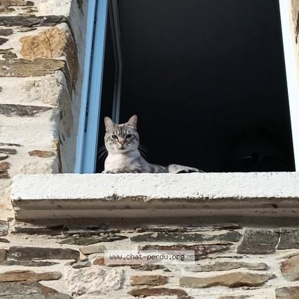 Foto 1/1 Thylda Chat perdido en Pontorson