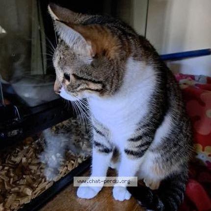 Foto 1/3 Rocket Chat perdido en Beauvoisin