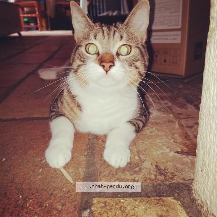 Foto 2/3 Rocket Chat perdido en Beauvoisin