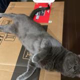 Foto del gato perdido en La Prairie