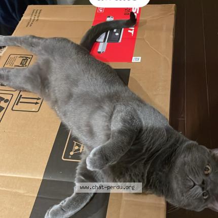 Foto 1/1 Snoop Chat perdido en La prairie