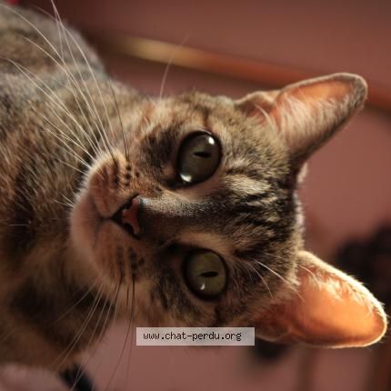 Foto 1/1 Zgougou Chat perdido en Toulouse