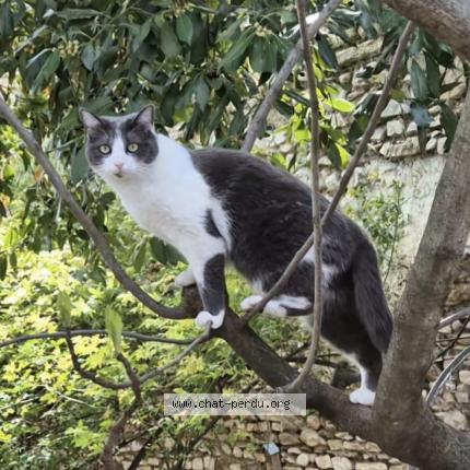 Foto 2/2 Ivy Chat perdido en Nimes