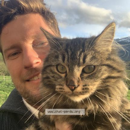 Foto 1/1 Artemis Chat perdido en Pau