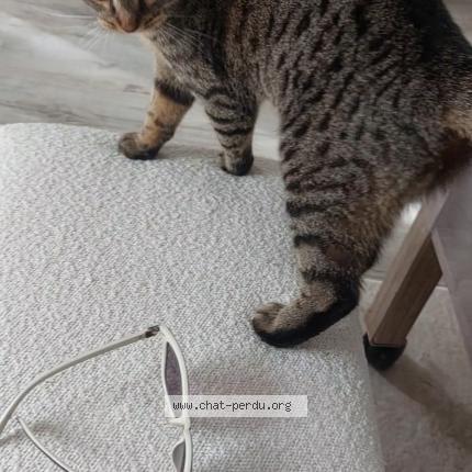 Foto 1/1 Tsouki Chat perdido en Orgeval