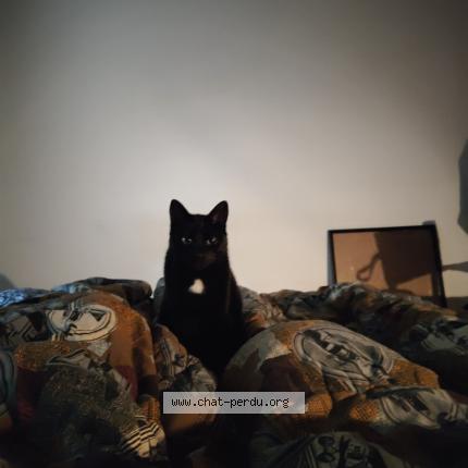 Foto 1/1 Baldus Chat perdido en Rouen