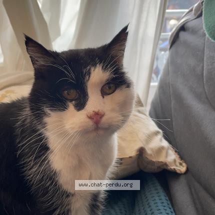 Foto 1/1 ROSS Chat perdido en Nommay