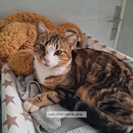 Foto 1/1 Sully Chat perdido en Bourg de peage