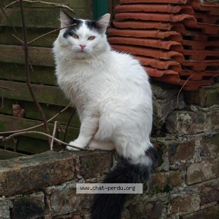 Foto 1/1 Youki Chat perdido en Hangest dur somme