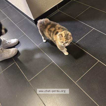 Foto 1/1 Gato encontrado Encontrado en Saint julien en genevois