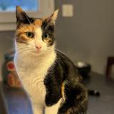 Foto del gato perdido en Saint Jacques De La Landes