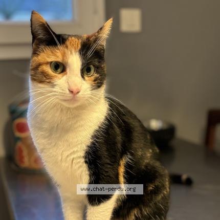 Foto 1/1 Xav Chat perdido en Saint jacques de la landes