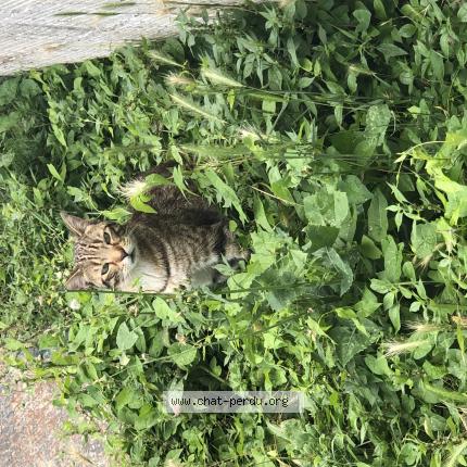 Foto 1/1 Didou Chat perdido en Longjumeau