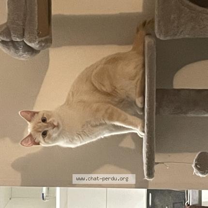 Foto 1/1 leia Chat perdido en Toulouse