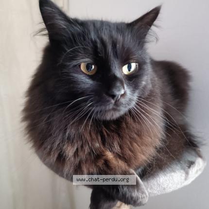 Foto 1/1 Blake Chat perdido en Estrun