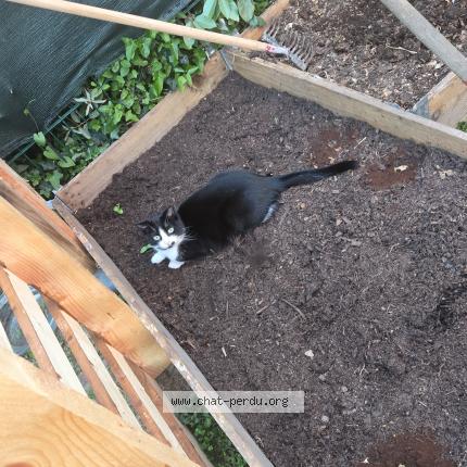 Foto 1/1 Loupette Chat perdido en Flamanville