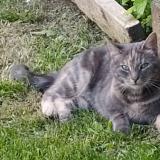 Foto del gato perdido en Gaillefontaine