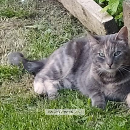 Foto 1/1 Poussinette répond à Fifille Chat perdido en Gaillefontaine