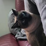 Foto del gato perdido en Chaussin