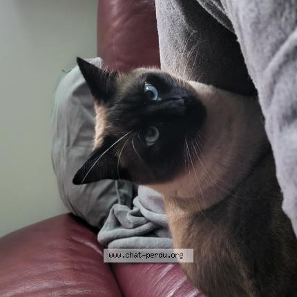 Foto 1/1 Jackson Chat perdido en Chaussin