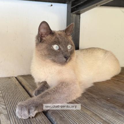 Foto 1/1 Sky Chat perdido en Donges