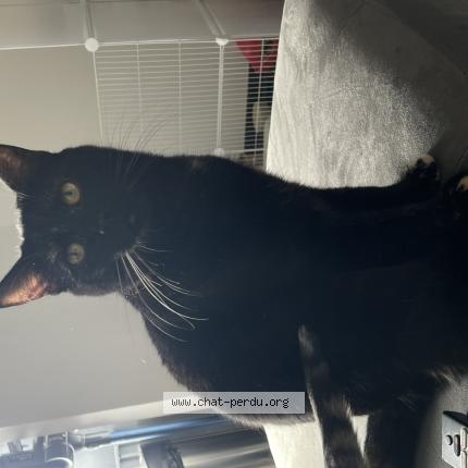 Foto 1/1 Mitaine Chat perdido en Malzeville