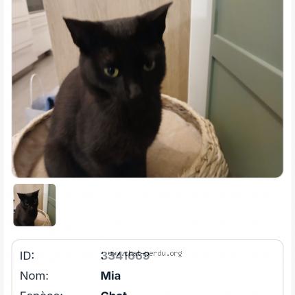 Foto 1/1 Mia Chat perdido en Nice