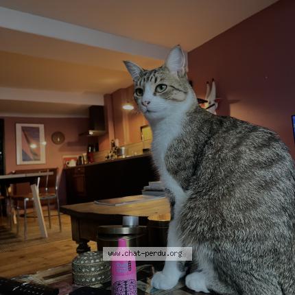 Foto 1/1 roméo Chat perdido en Dax