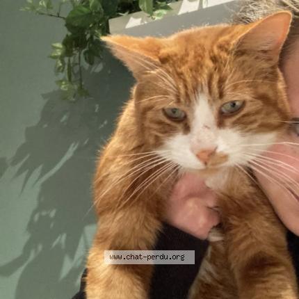 Foto 1/1 Prosper Chat perdido en Cenon 33150