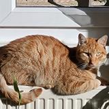 Foto del gato perdido en Lyon