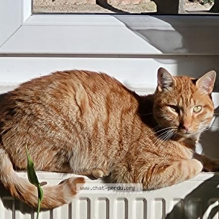 Foto 1/1 Caramel Chat perdido en Lyon