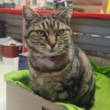 Foto del gato perdido en Noidans Les Vesoul