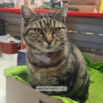 Foto 1/2 Cosette Chat perdido en Noidans les vesoul