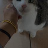 Foto del gato perdido en Bessenay